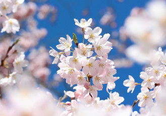 Картинка цветы сакура +вишня макро ветка цветки цветение весна вишня