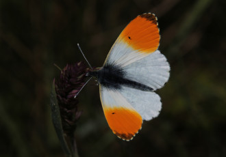 Картинка животные бабочки +мотыльки +моли макро крылья бабочка усики