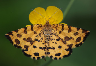 Картинка животные бабочки +мотыльки +моли бабочка цветок насекомое травинка макро усики крылья фон