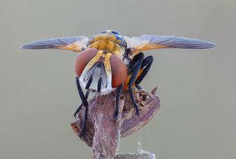 Картинка животные насекомые макро фон муха