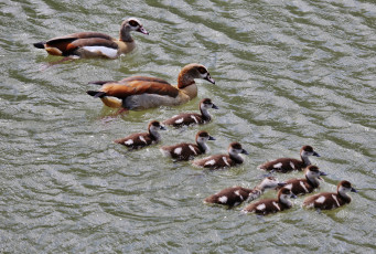 Картинка животные утки утята озеро вода семья