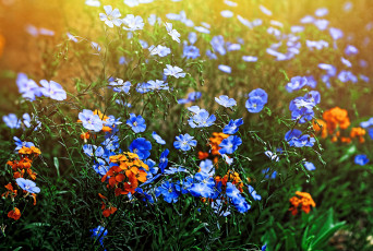 Картинка цветы луговые+ полевые +цветы луг