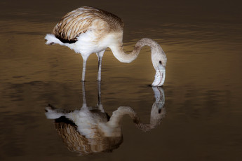 Картинка животные фламинго птица вода озеро