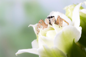 Картинка животные пауки паук белый цветок макро