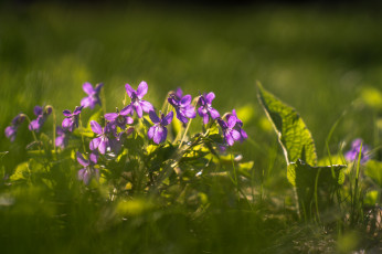 Картинка цветы фиалки трава весна макро