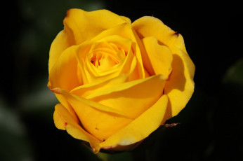 Картинка цветы розы роза жёлтая