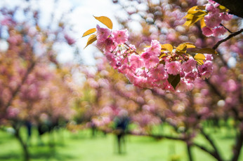 Картинка цветы сакура +вишня макро ветка листья весна боке