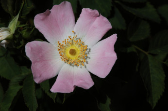 Картинка цветы шиповник розовый цветок