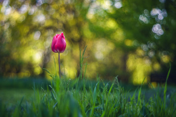 Картинка цветы тюльпаны тюльпан боке розовый