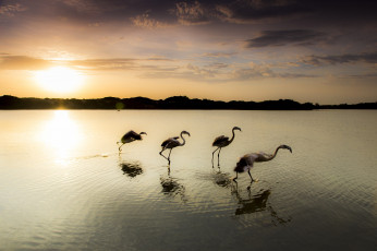 обоя животные, фламинго, озеро, закат, птицы, вечер