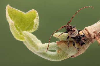 Картинка животные насекомые фон усики лист макро жук