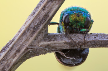 Картинка животные насекомые макро фон травинка жук