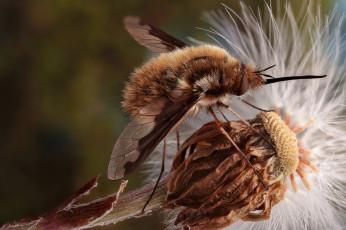 Картинка животные насекомые насекомое макро одуванчик