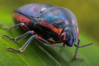 Картинка животные насекомые травинка зелёный фон макро жук