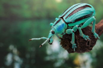Картинка животные насекомые жучок