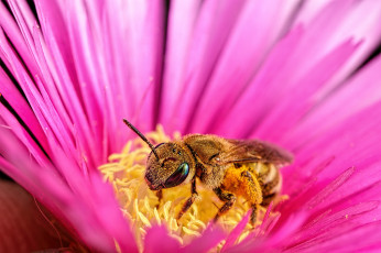 обоя животные, пчелы,  осы,  шмели, лепестки, макро, цветок, пчела