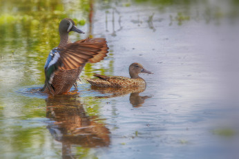 Картинка животные утки озеро вода размытость