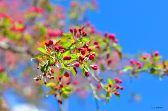 Картинка цветы цветущие+деревья+ +кустарники небо ветки бутоны яблоня весна