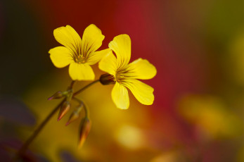 Картинка цветы жёлтые макро фон