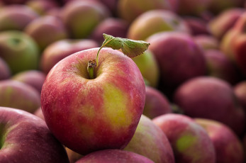 Картинка еда Яблоки яблочко