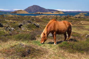 Картинка животные лошади лошадь пастбище залив холмы горы исландия