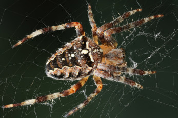 Картинка животные пауки макро паук паутина