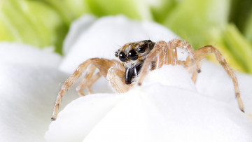 Картинка животные пауки цветок паук макро белый