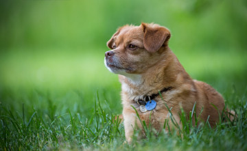 Картинка животные собаки зелёный фон собака друг щенок луг