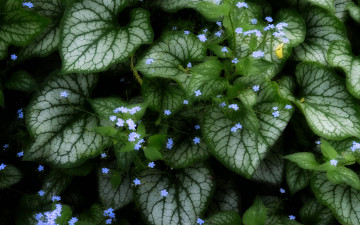 Картинка цветы незабудки каладиум растение листья зелень цветочки