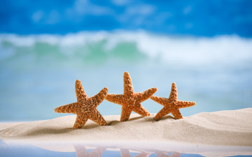 обоя разное, ракушки,  кораллы,  декоративные и spa-камни, пляж, summer, песок, морская, звезда, sand, starfishes, море, vacation, sea, beach