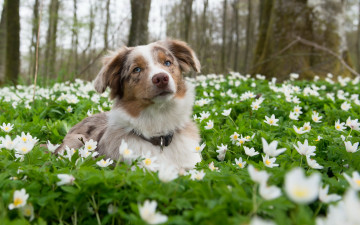 Картинка животные собаки цветы природа