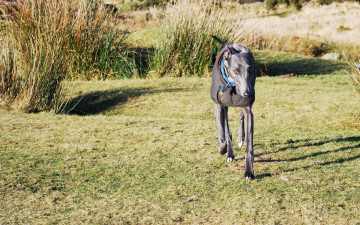 Картинка животные собаки дог собака черный жилет трава поляна