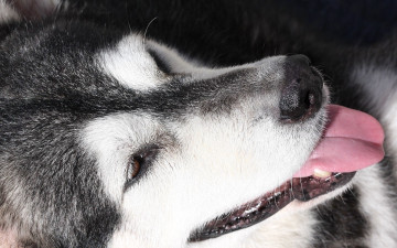 Картинка животные собаки лайка собака маламут голова язык