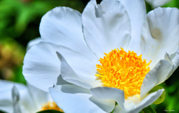 Картинка цветы пионы макро цветок белый