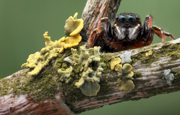 Картинка животные пауки джампер паук травинка макро