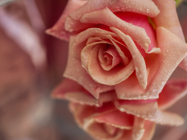 Обои картинки фото цветы, розы, макро, роза, бутон, лепестки, капли, отражение