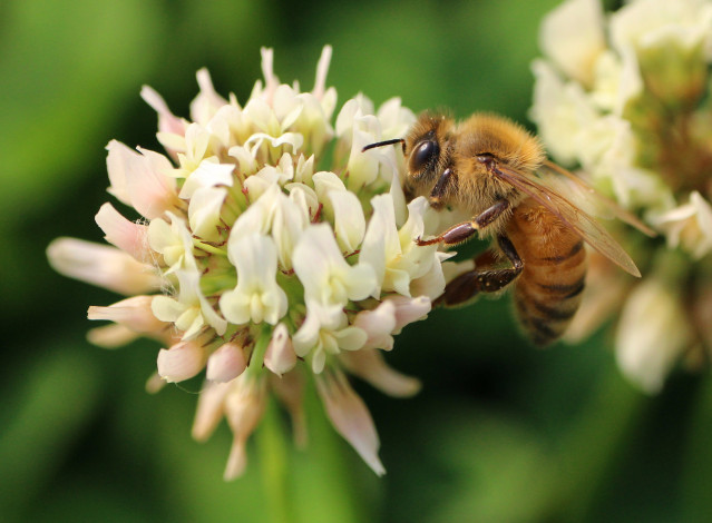 Обои картинки фото животные, пчелы,  осы,  шмели, цветы, пчела, макро