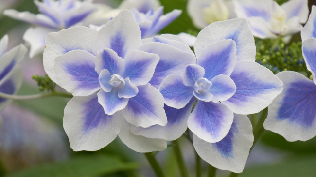 Обои картинки фото цветы, гортензия, бело-фиолетовая