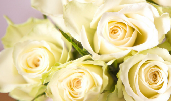 Обои картинки фото цветы, розы, макро, бутоны, белые