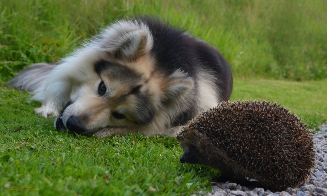 Обои картинки фото животные, разные вместе, ёж, игра, трава, собака