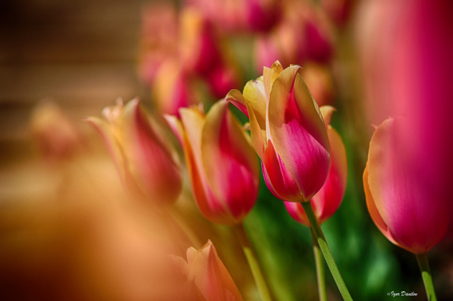 Обои картинки фото цветы, тюльпаны, фон, размытость