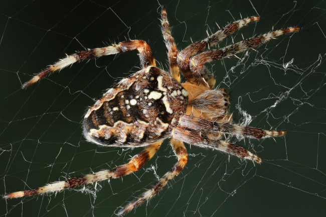 Обои картинки фото животные, пауки, макро, паук, паутина