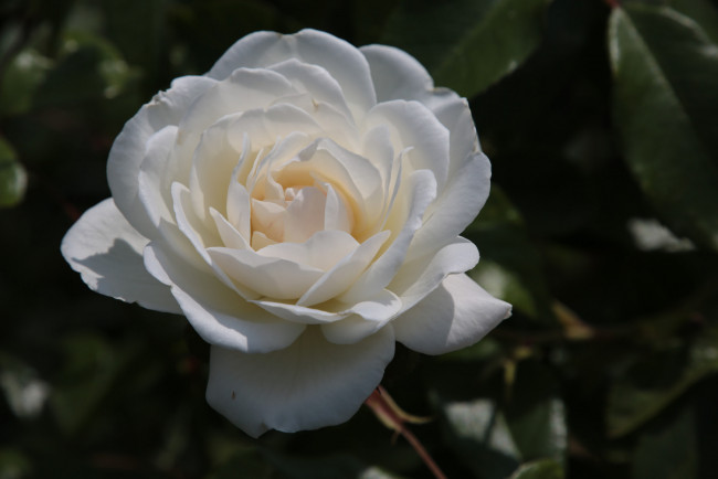 Обои картинки фото цветы, розы, роза, белая