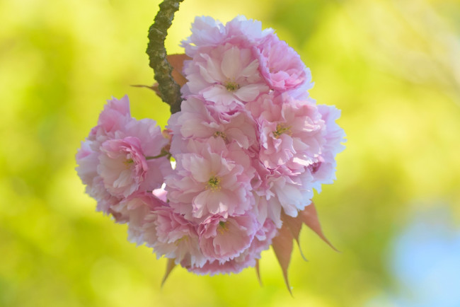 Обои картинки фото цветы, сакура,  вишня, весна, макро, вишня, цветение, цветки, ветка