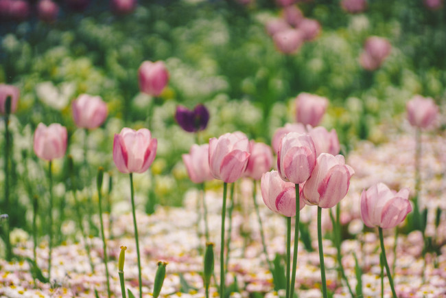 Обои картинки фото цветы, тюльпаны, боке, макро, розовые, клумба