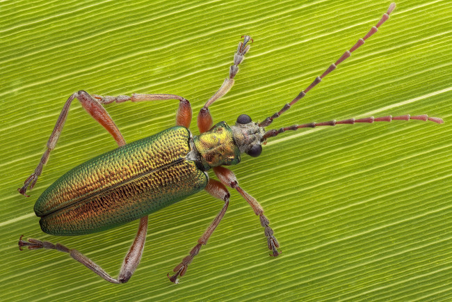 Обои картинки фото животные, насекомые, макро, жук, лист, зелень