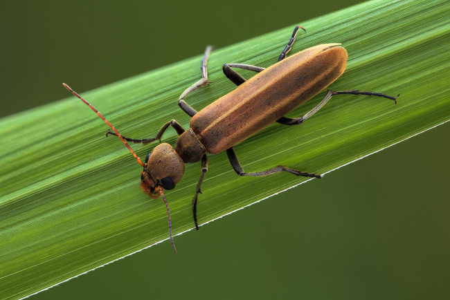 Обои картинки фото животные, насекомые, жук, травинка, макро, насекомое