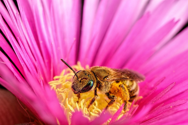 Обои картинки фото животные, пчелы,  осы,  шмели, лепестки, макро, цветок, пчела