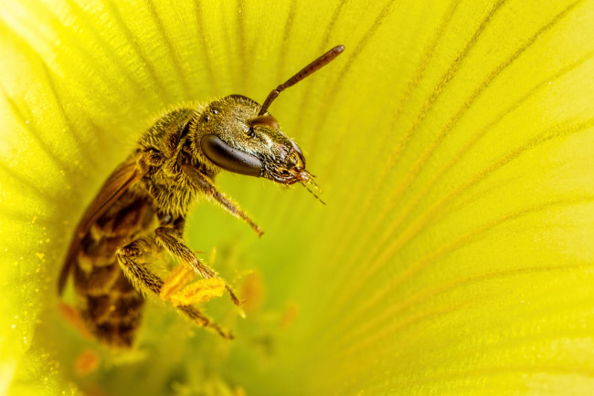 Обои картинки фото животные, пчелы,  осы,  шмели, пчела, жёлтый, цветок, макро