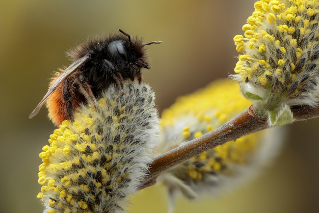 Обои картинки фото животные, пчелы,  осы,  шмели, весна, макро, шмель, верба
